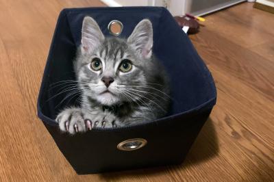 Benedict the kitten crouching in a fabric basket