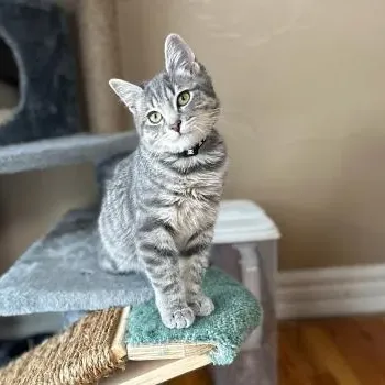 Benedict the kitten sitting on a cat tree