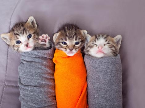 Three kittens swaddled in gray and orange cloths