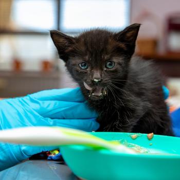 Kitten eating gruel