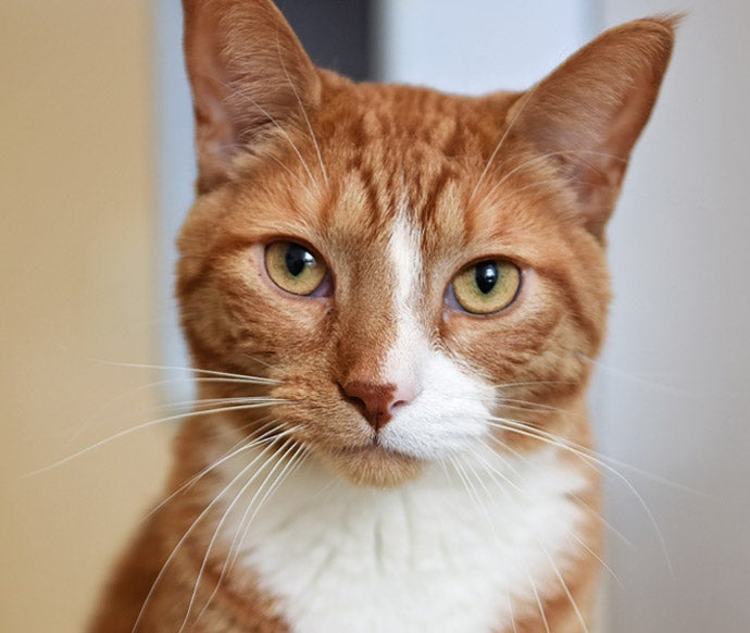 Orange and white cat looking directly at you