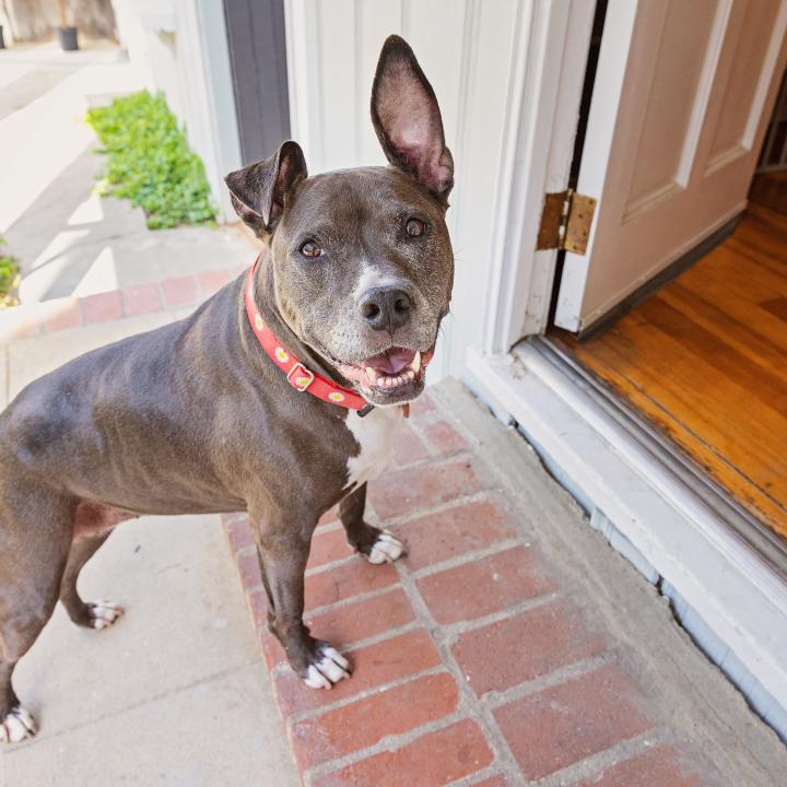 Medium size brown dog entering home