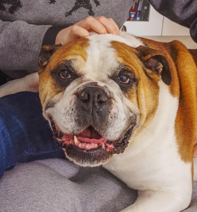 Woman holding bulldog in living room