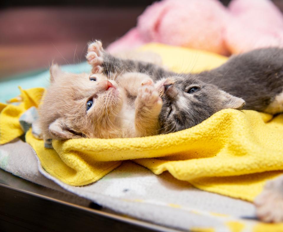 Tiny kittens on a fuzzy blanket