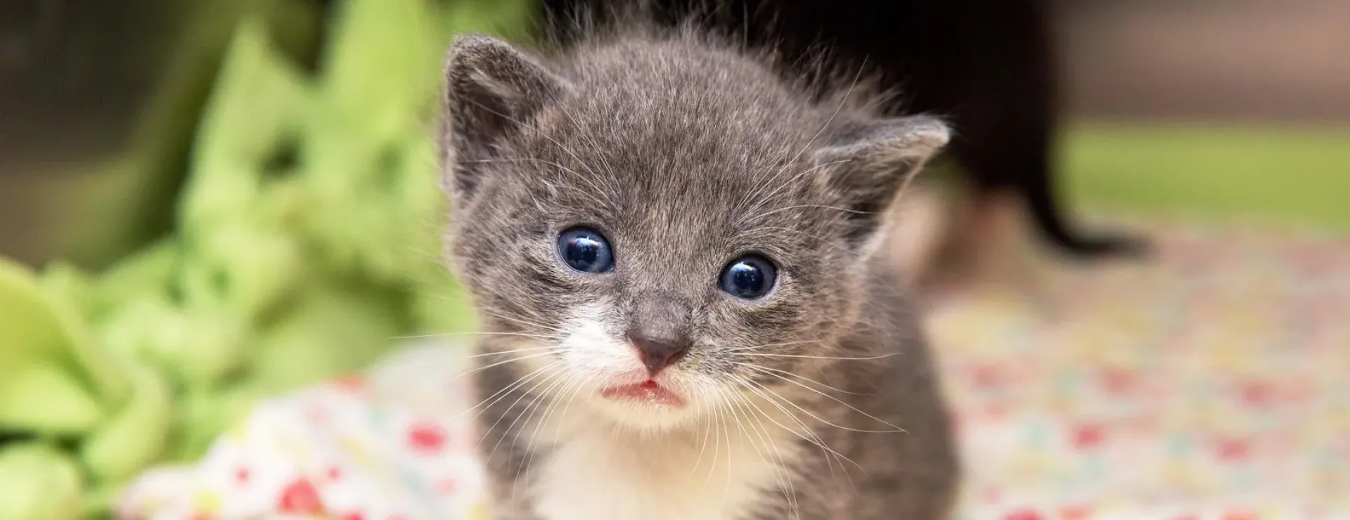 Tiny kitten on a fuzzy blanket