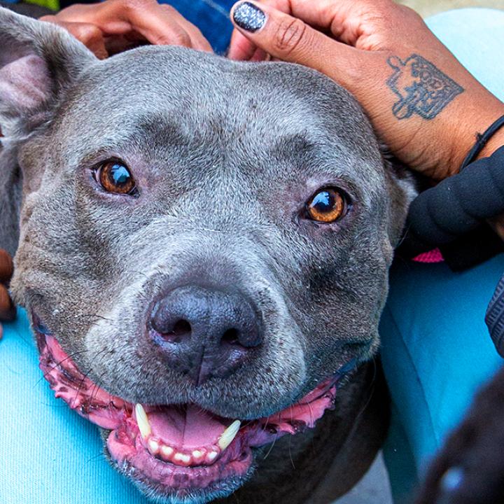 Family surrounding a very happy looking gray dog