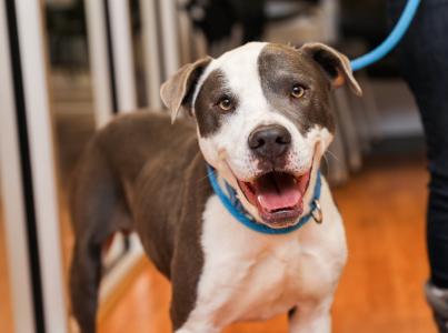 Brown and white dog smiling