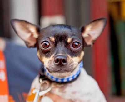 Person holding a small dog who is looking straight ahead