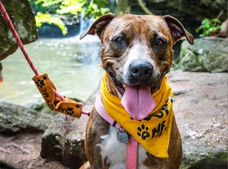 Jinx the smiling with tongue out pit-bull-type dog, outside on a leash by a river and wearing a yellow bandanna