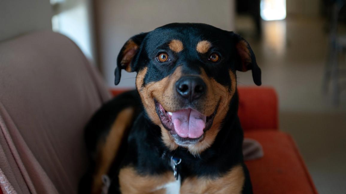 Magenta the dog lying on a couch with her mouth smiling with her tongue out