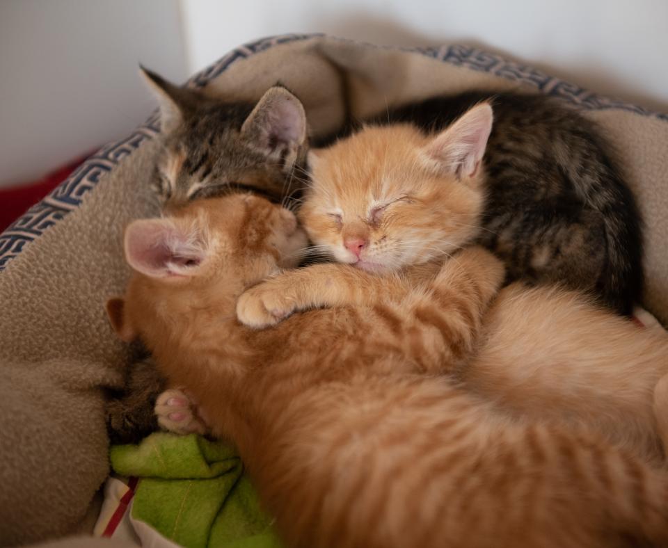 Three kittens snuggling