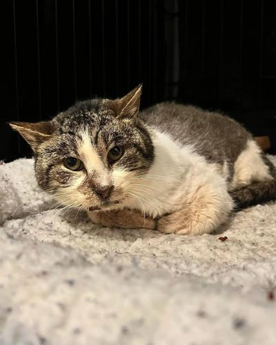 Marvin the cat lying on a cat bed