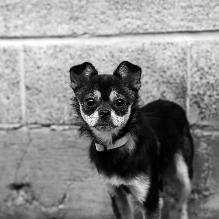 Small black dog standing by wall