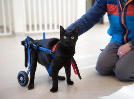 Miles the kitten in his cart