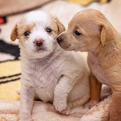 Two little puppies lying on a blanket