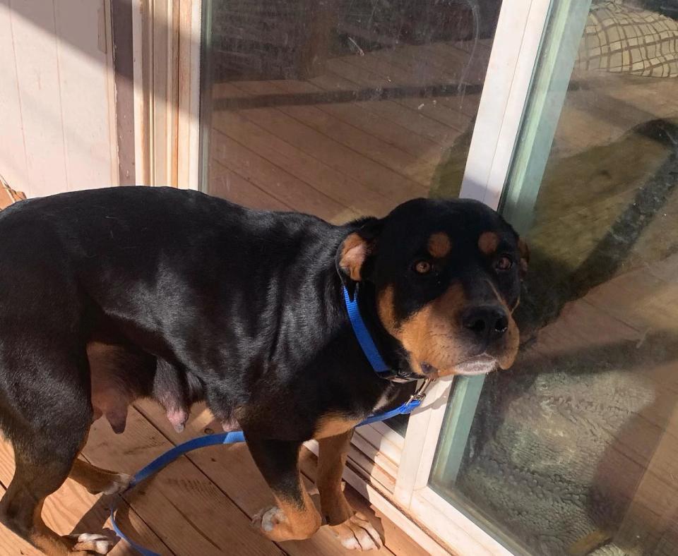 Magenta the dog outside next to a sliding glass door