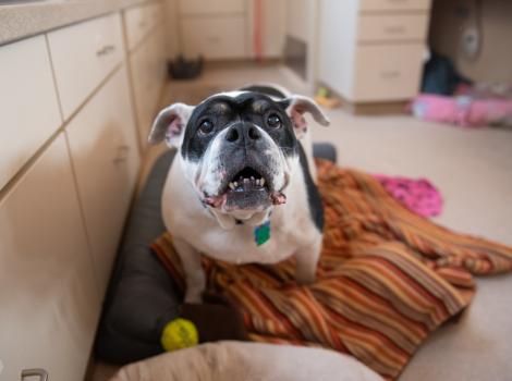 Black and white bulldog on a blanket next to some cabinets