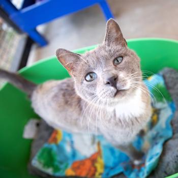 Gray cat in an outdoor enclosure standing on a fuzzy blanket