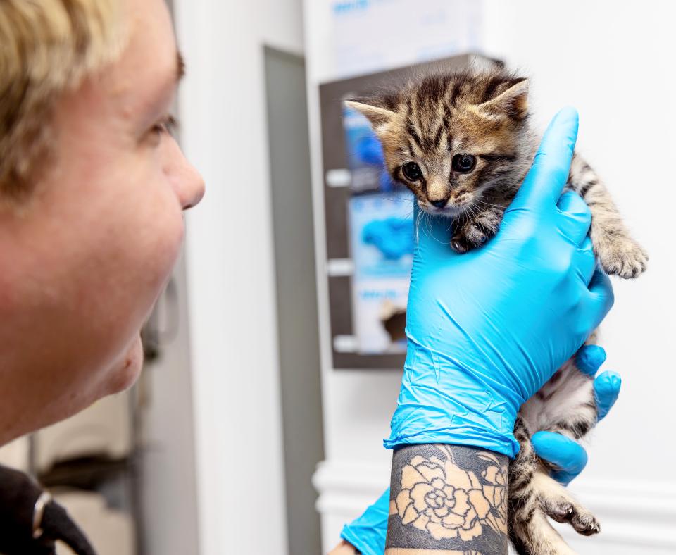 Person holding a tiny kitten in their hands and smiling at them