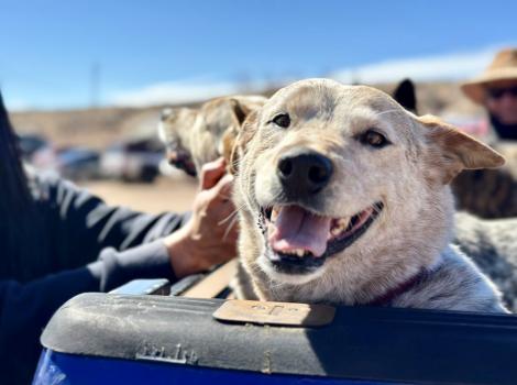 Person touching a smiling heeler-type dog in the back of a pick-up truck