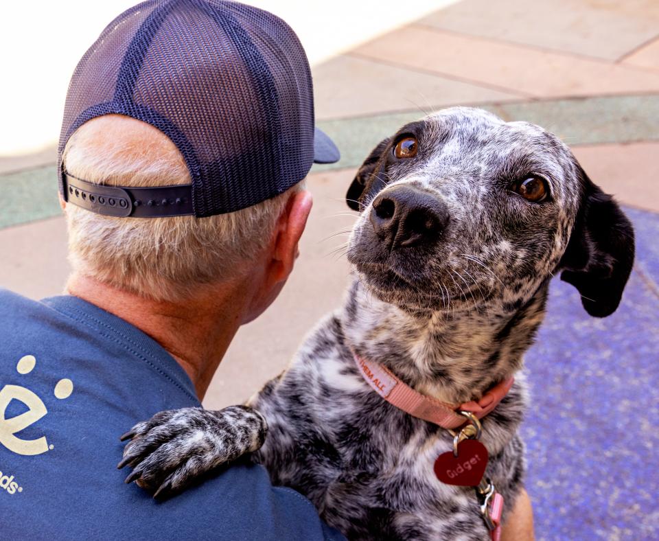 Happy dog putting it's paws over a person's shoulder