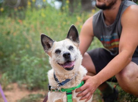 Person reaching out to touch a smiling red heeler type dog