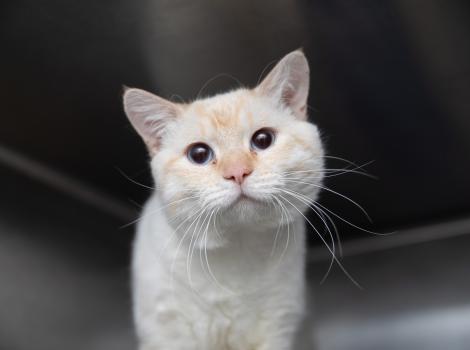 Chunky-cheeked cat in a kennel