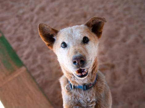 Smiling red heeler type dog wearing a collar