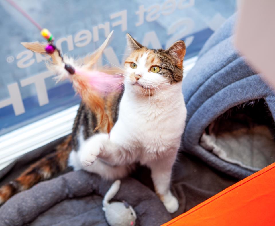 Happy cat playing in a sunny spot in SoHo pet adoption center