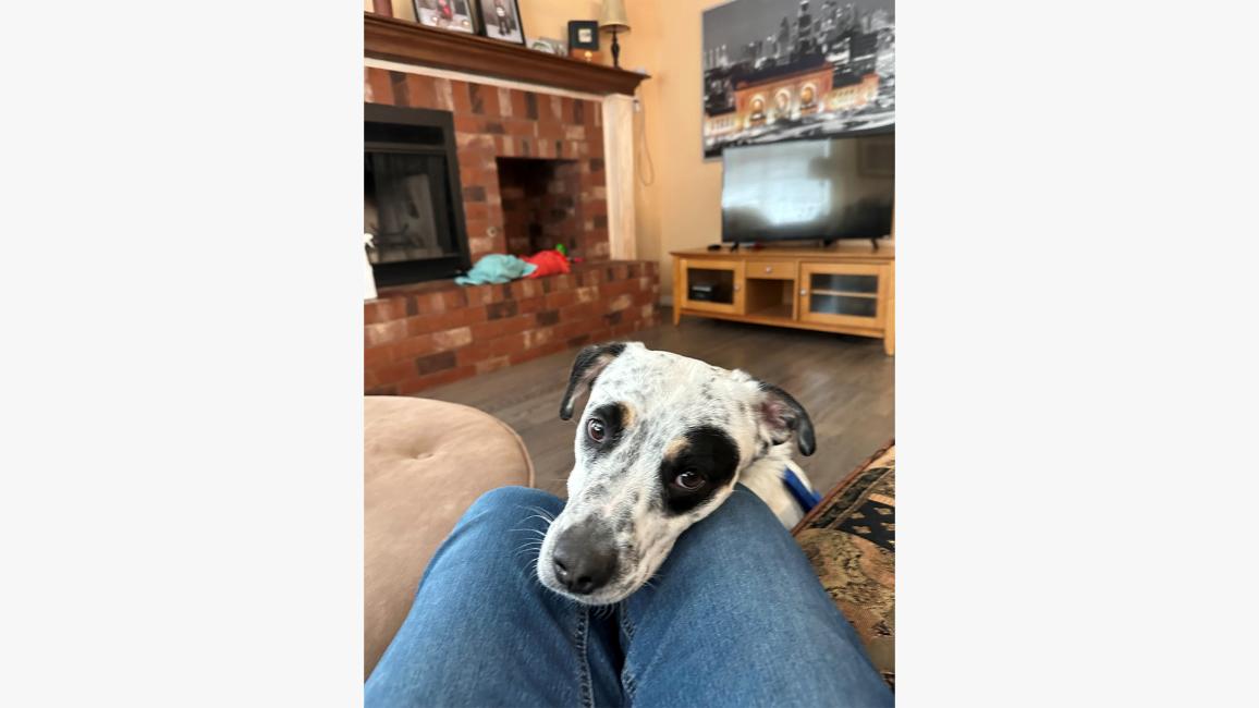 Neo the dog with his head on the lap of a person in his new home