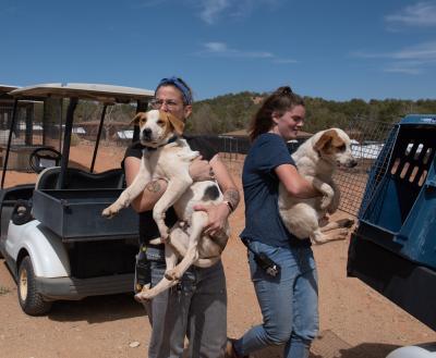 Two people carrying dogs