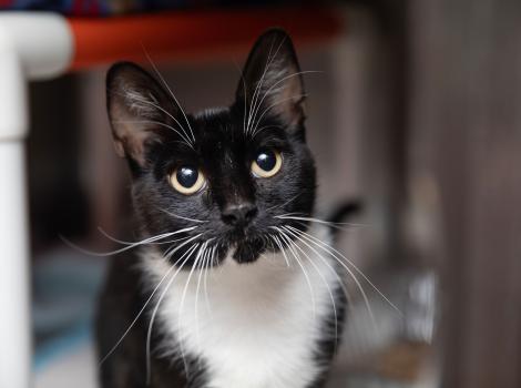 The face of a black and white cat in front of a PCV piping cat bed