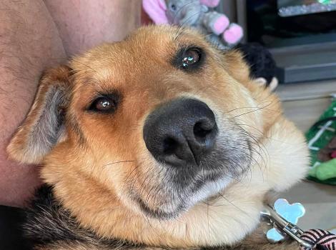 Nikki the German shepherd lying next to a person after having been rescued