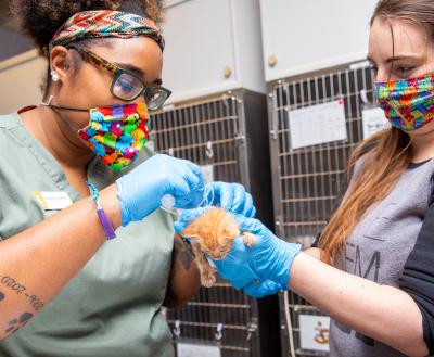 Two people working together to care for a neonatal kitten in a Los Angeles kitten nursery