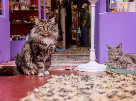 Franklin and Nigel the cats lying down on the ground close to each other in their shop