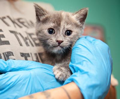 Person wearing a Best Friends 'Save Them All' T-shirt and rubber gloves holding a dilute tortoiseshell kitten