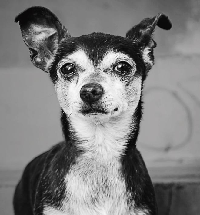 black and white photo of dog