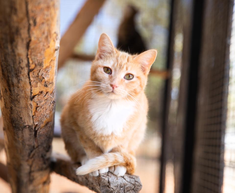 Happy orange cat relaxing in a cattery at Best Friends Animal Sanctuary