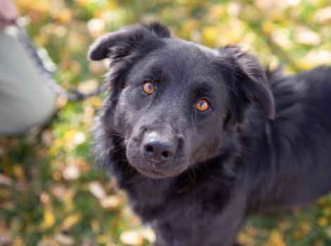 Black dog outside on leaf-covered grass