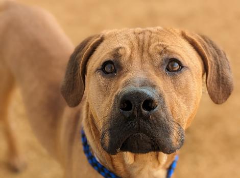 Officer Ben the brown dog outside wearing a blue leash