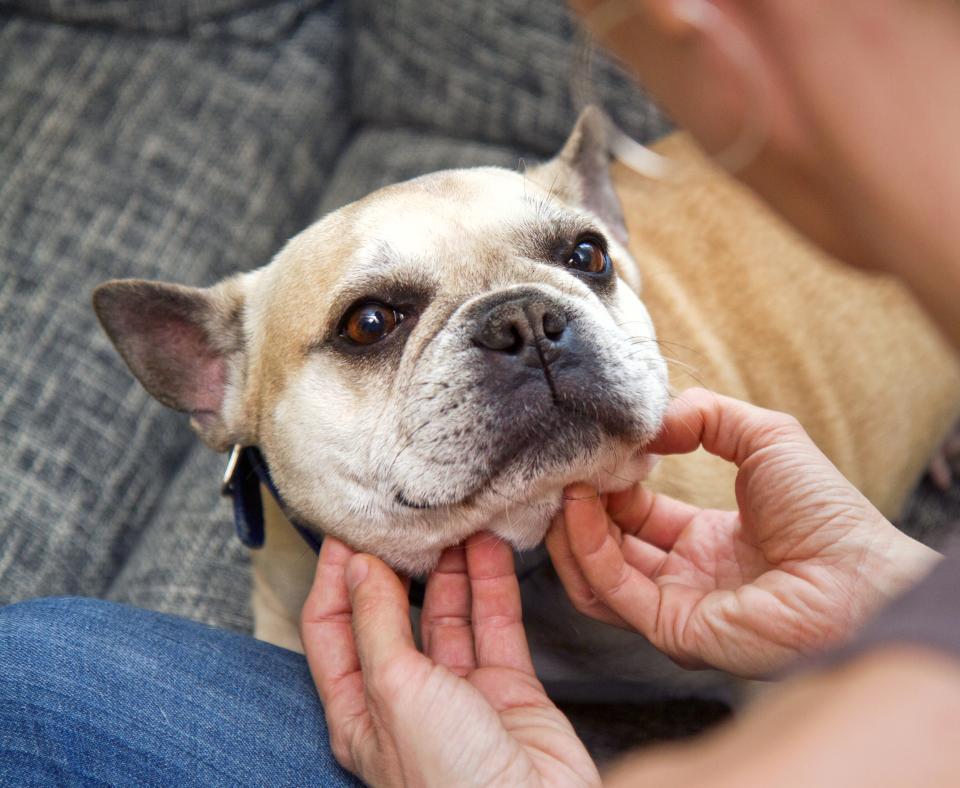 Person scratching a dog's chin while sitting together on a couch