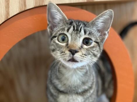 Olivia the kitten peeking out from an orange tube