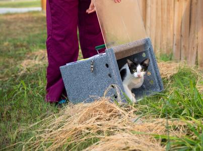 Person releasing a cat from a trap outdoors