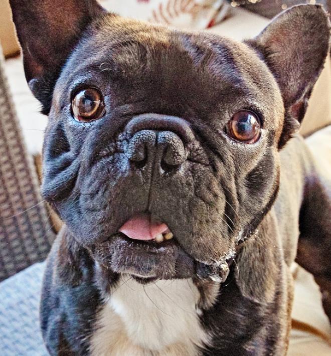 Black pug dog standing on ottoman