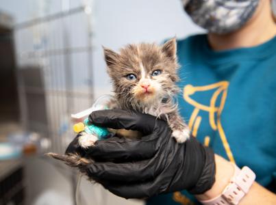 Person holding a tiny kitten in a clinic setting