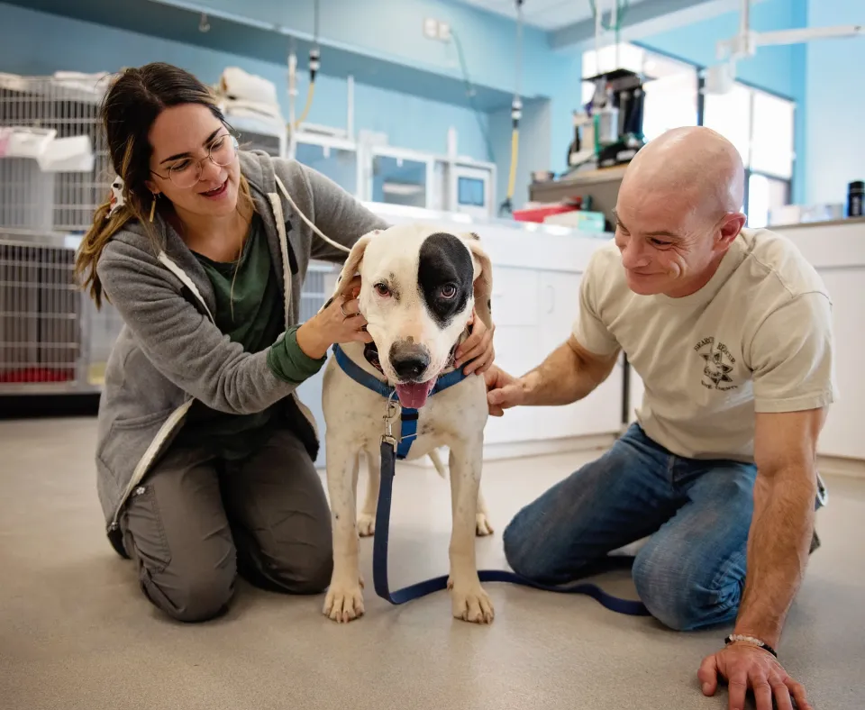 Two people giving a dog an exam in a veterinary setting