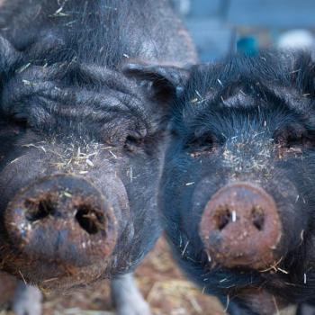 two pot belly pig close ups