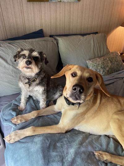 Dealla and Piper the dogs on a bed together