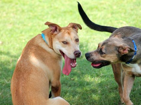 Two dogs outside in the grass in a playgroup, one whose tong is hanging out