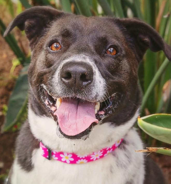 Dog sitting among plants smiling